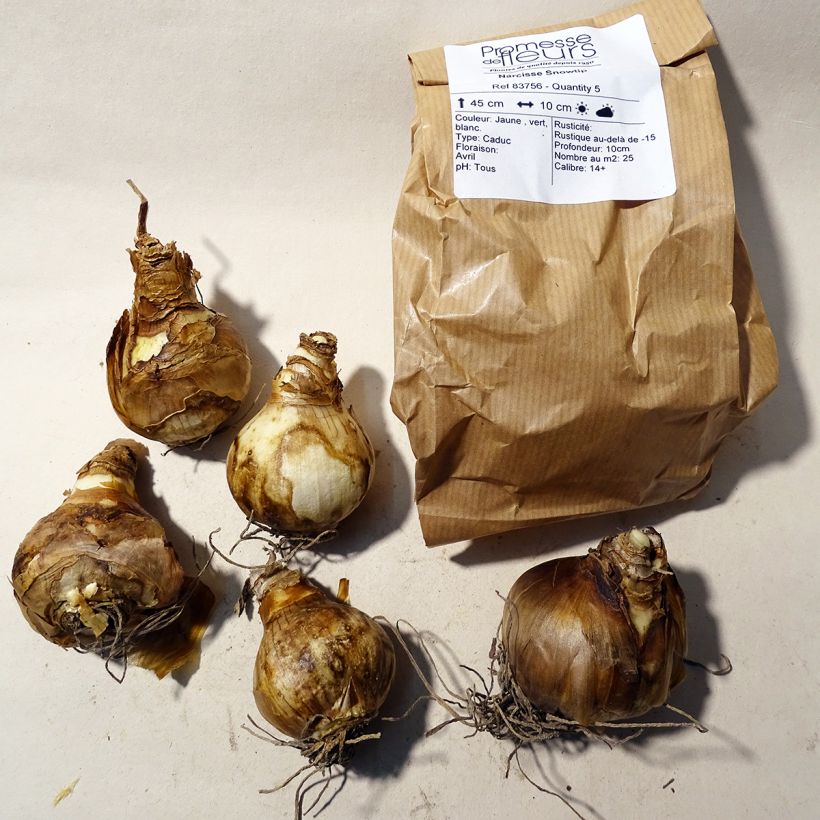 Example of Narcissus Snowtip Bulb size 14+ specimen as delivered