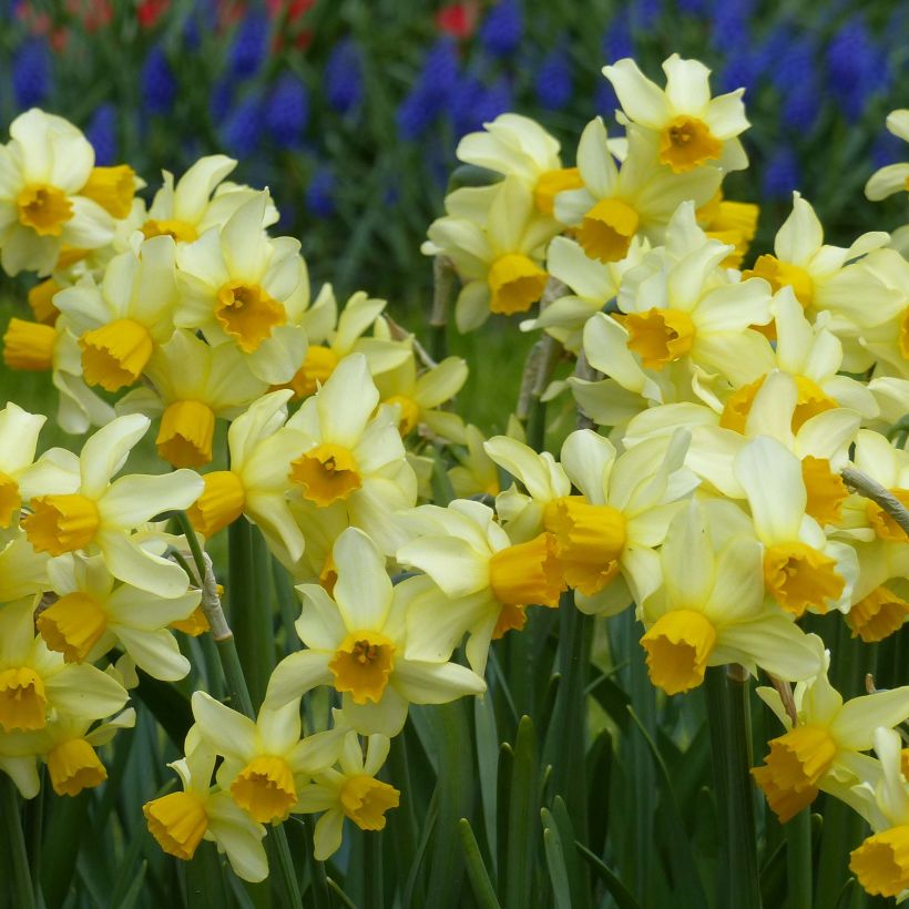 Narcissus Spring Sunshine (Flowering)