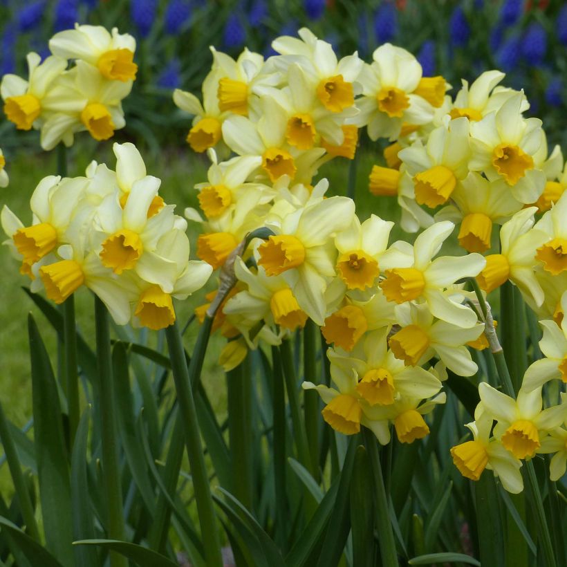 Narcissus Spring Sunshine (Plant habit)
