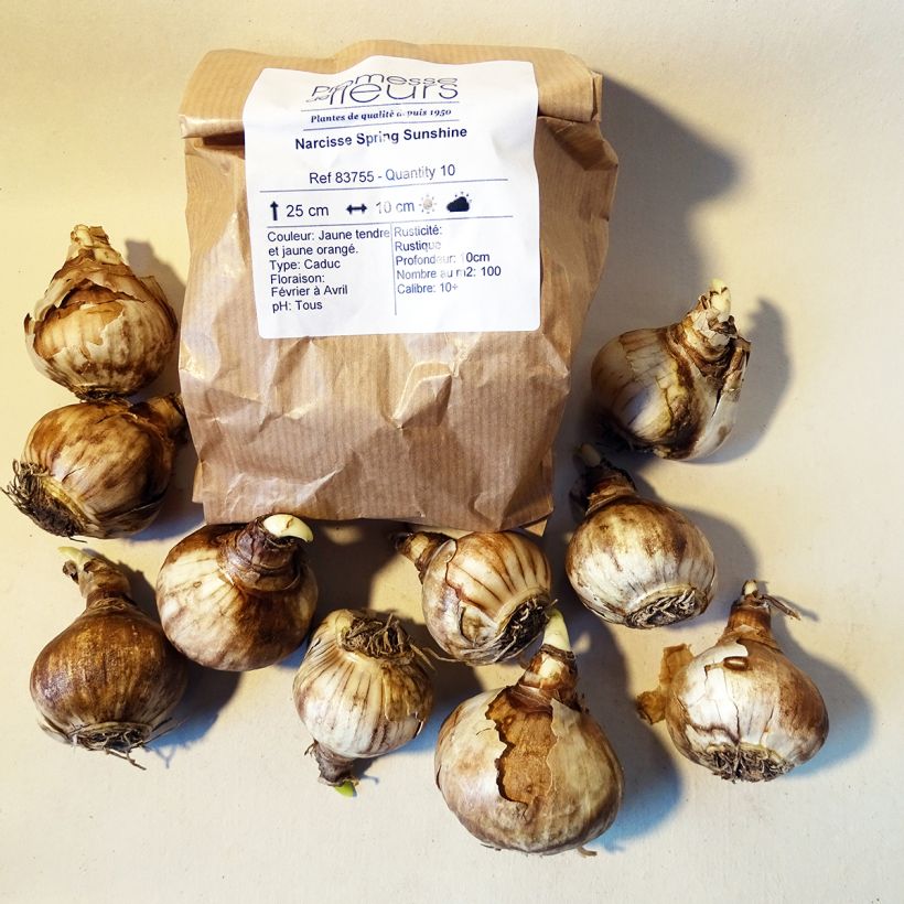 Example of Narcissus Spring Sunshine Bulb size 12+ specimen as delivered