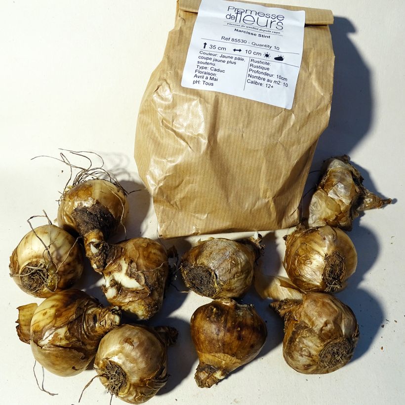 Example of Narcissus Stint Bulb size 12+ specimen as delivered