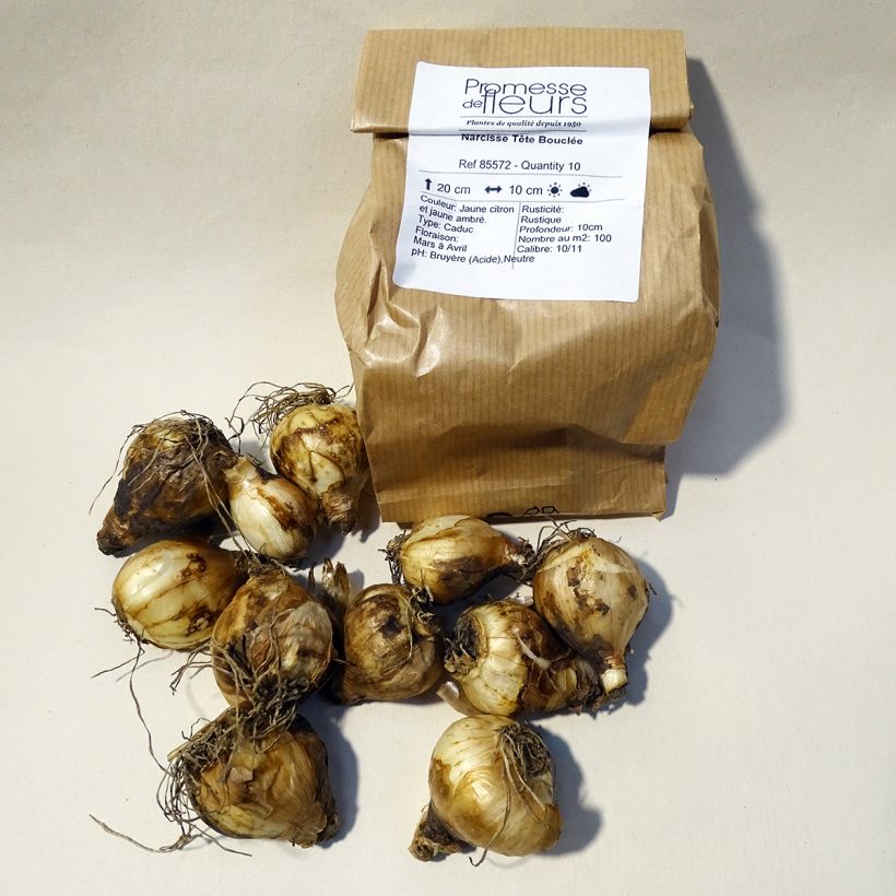 Example of Narcissus cyclamineus Tête Bouclée Bulb size 10 specimen as delivered