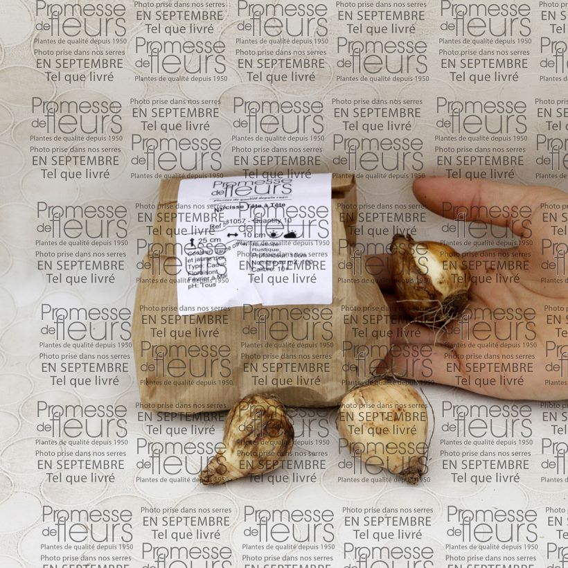 Example of Narcissus cyclamineus Tête-à-tête Bulb size 14/16 specimen as delivered