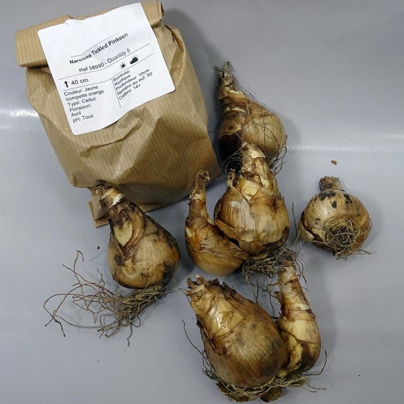 Example of Narcissus Tickled Pinkeen Bulb size 12+ specimen as delivered