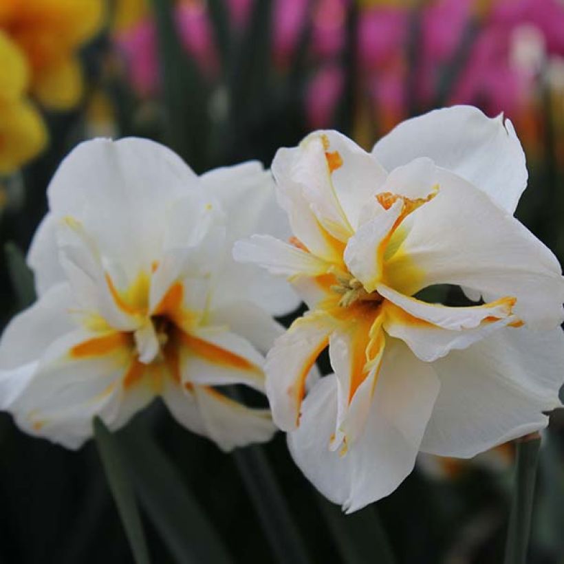 Narcissus Trepolo (Flowering)