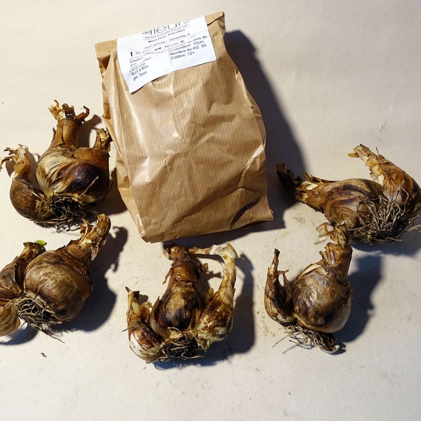 Example of Narcissus Tricollet Bulb size 12+ specimen as delivered