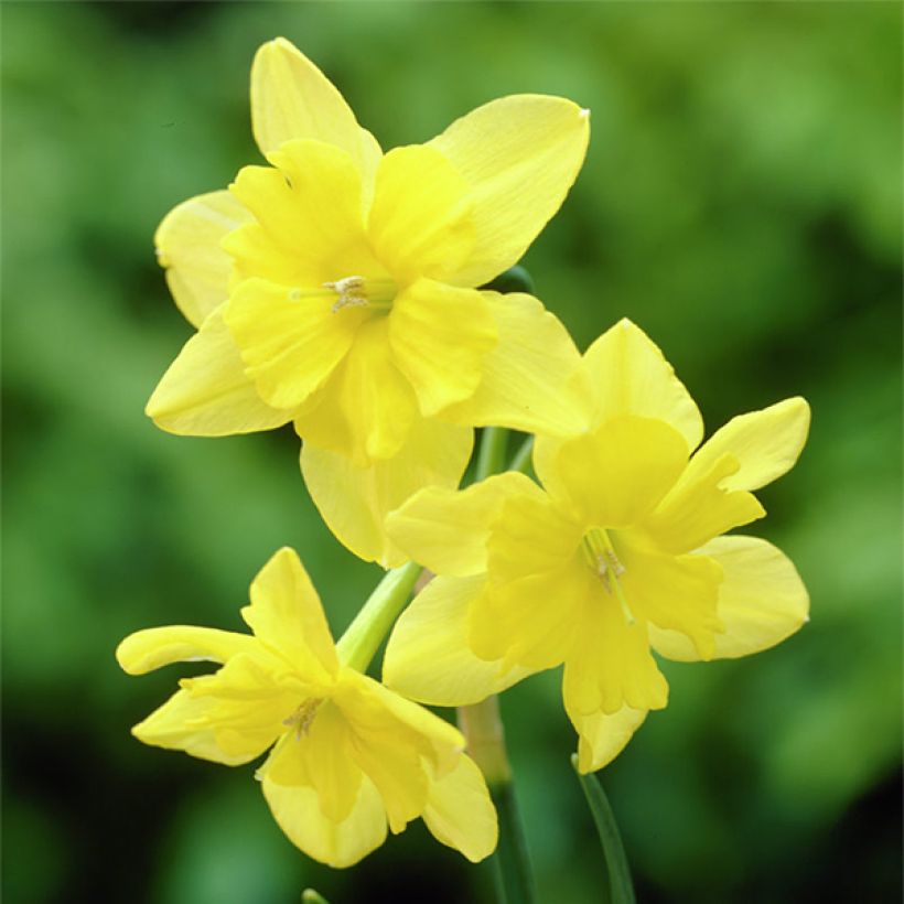 Narcissus Tripartite (Flowering)