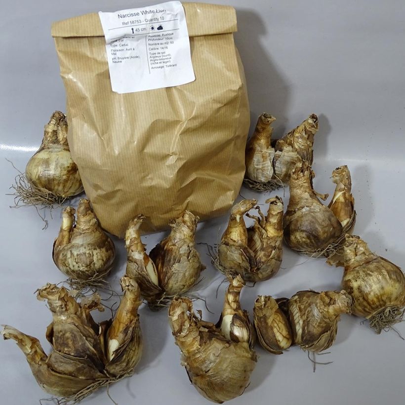 Example of Narcissus White Lion - Daffodil Bulb size 14/16 specimen as delivered