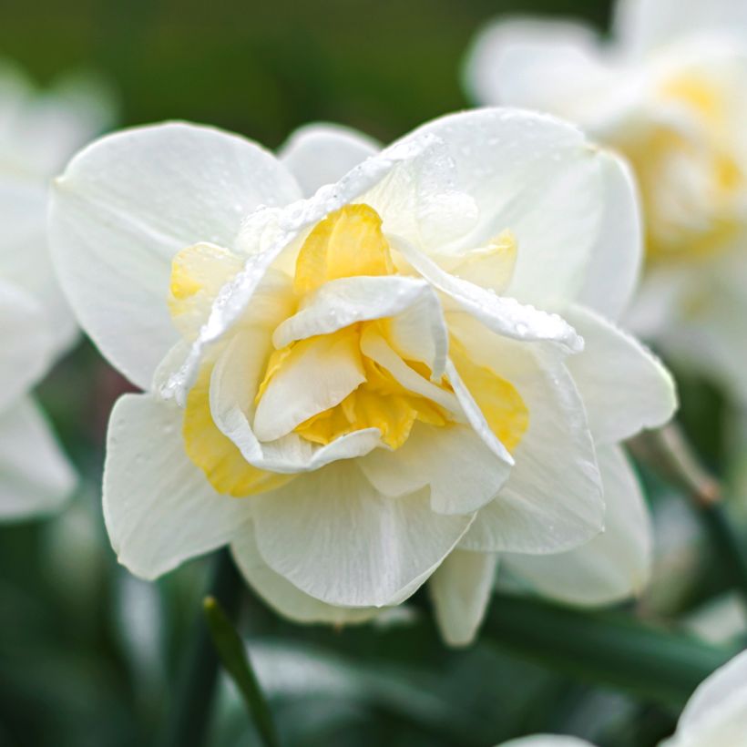 Narcissus White Lion - Daffodil (Flowering)