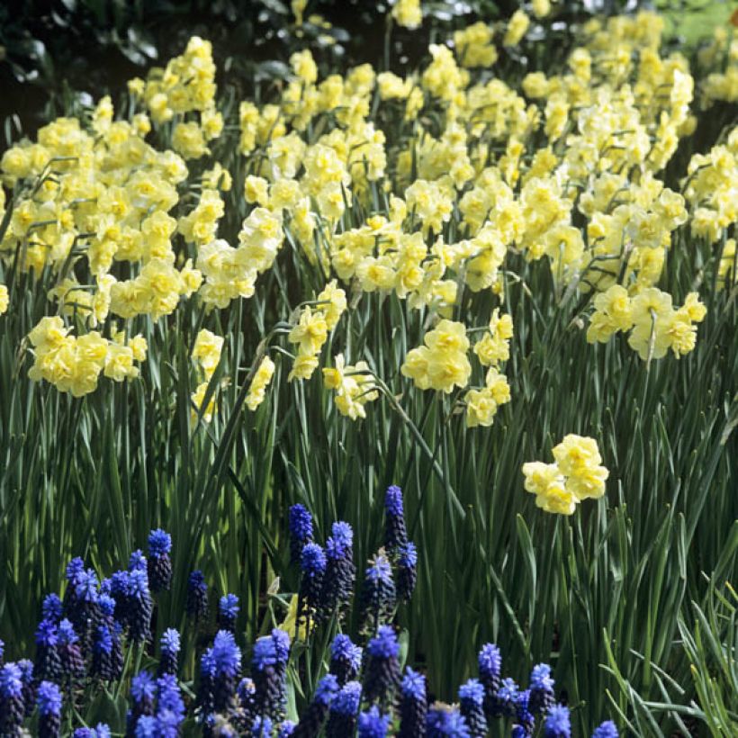 Narcissus Yellow Cheerfulness - Daffodil (Plant habit)