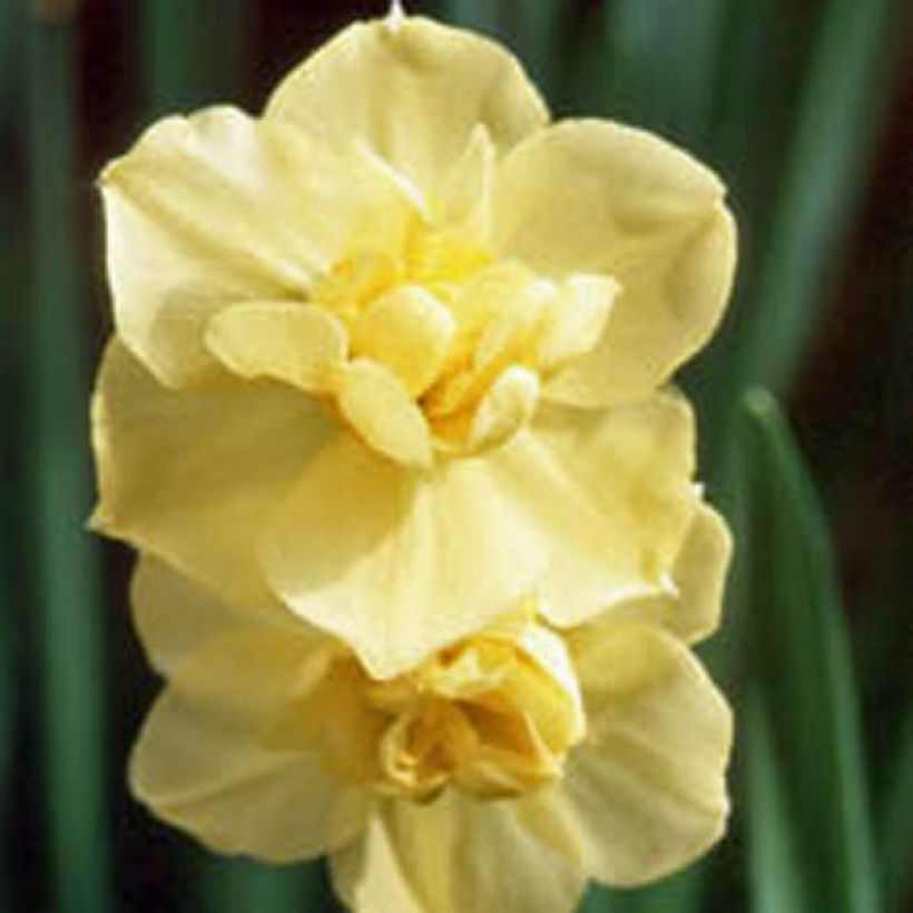 Narcissus Yellow Cheerfulness - Daffodil (Flowering)
