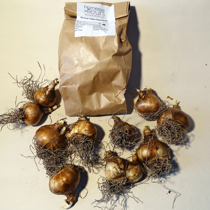 Example of Narcissus Yellow Cheerfulness - Daffodil Bulb size 12+ specimen as delivered