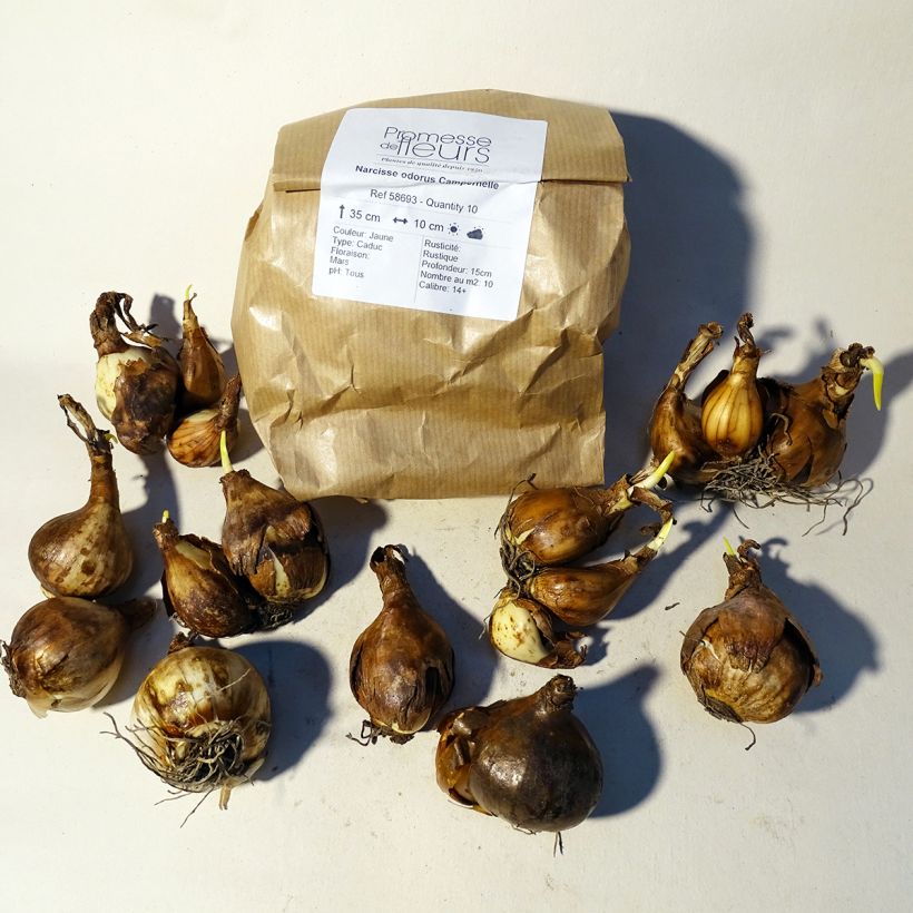 Example of Narcissus Double Campernelle Bulb size 10+ specimen as delivered