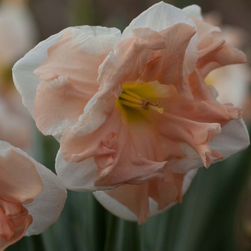 Narcissus Apricot Whirl (Flowering)