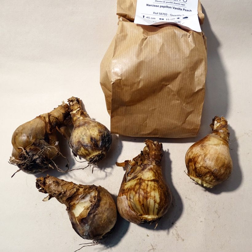 Example of Narcissus Vanilla Peach Bulb size 12+ specimen as delivered