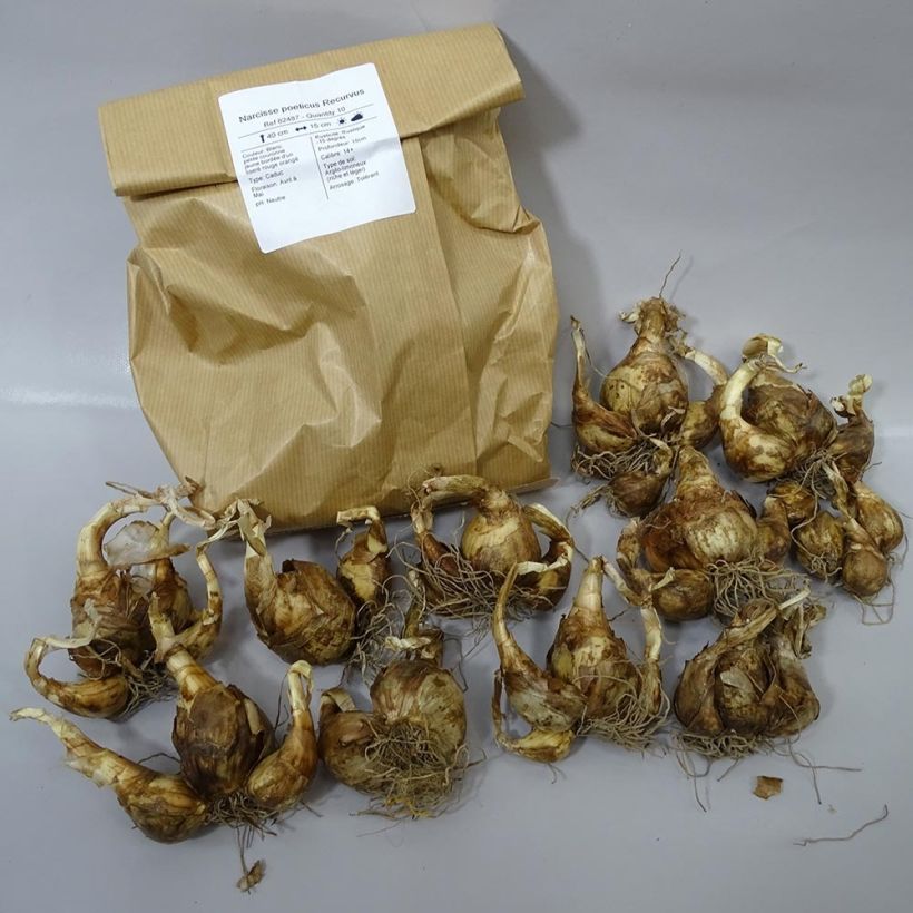 Example of Narcissus poeticus recurvus - Daffodil Bulb size 12+ specimen as delivered