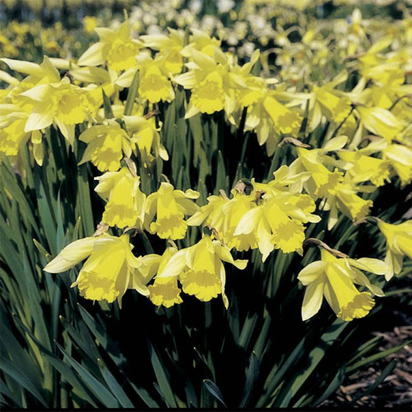 Narcissus pseudonarcissus  (Plant habit)