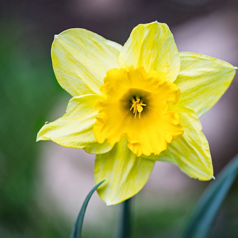 Narcissus pseudonarcissus  (Flowering)