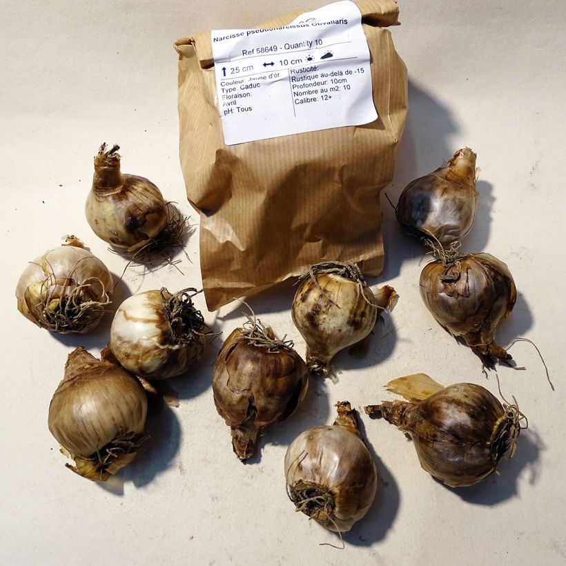 Example of Narcissus pseudonarcissus obvallaris Bulb size 12+ specimen as delivered