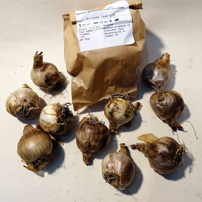 Example of Narcissus pseudonarcissus obvallaris specimen as delivered