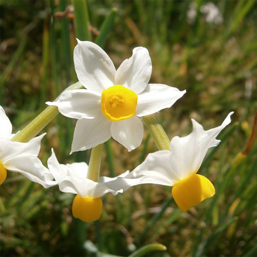 Narcissus tazetta Canaliculatus (Flowering)