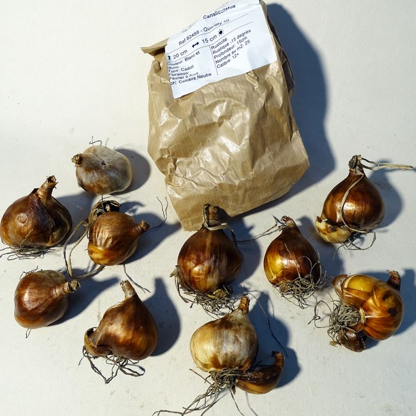 Example of Narcissus tazetta Canaliculatus Bulb size 10+ specimen as delivered