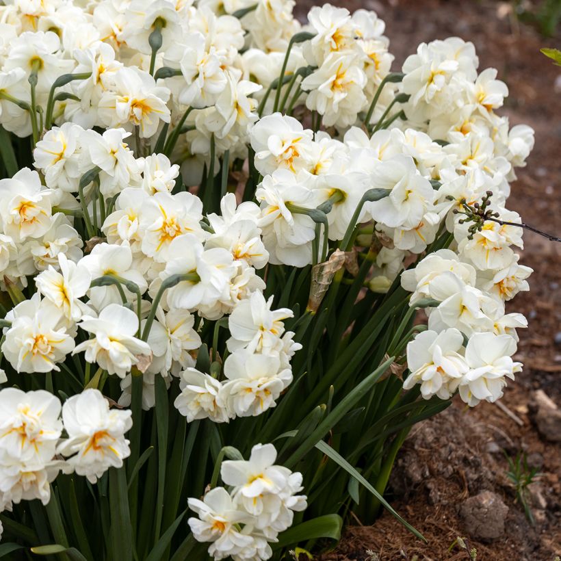Narcissus Erlicheer (Plant habit)