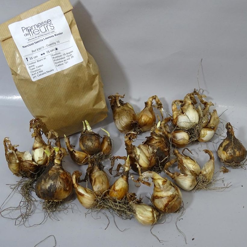 Example of Narcissus Laurens Koster specimen as delivered