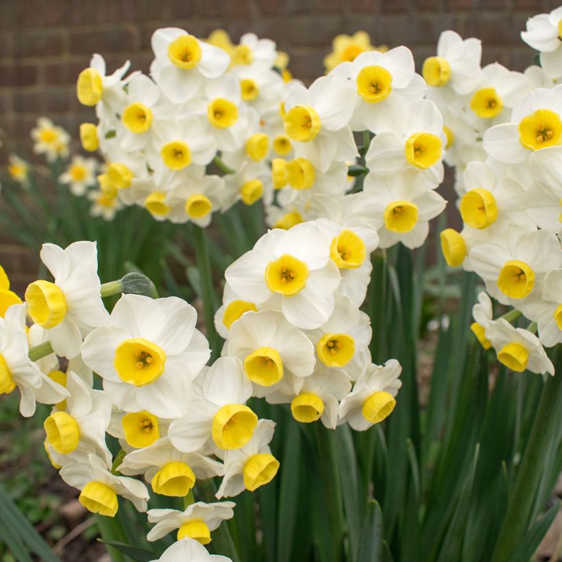 Narcissus Minnow (Plant habit)