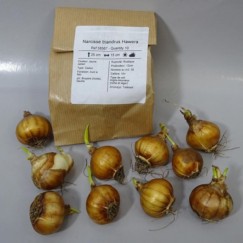 Example of Narcissus triandrus Hawera - Daffodil Bulb size 10+ specimen as delivered