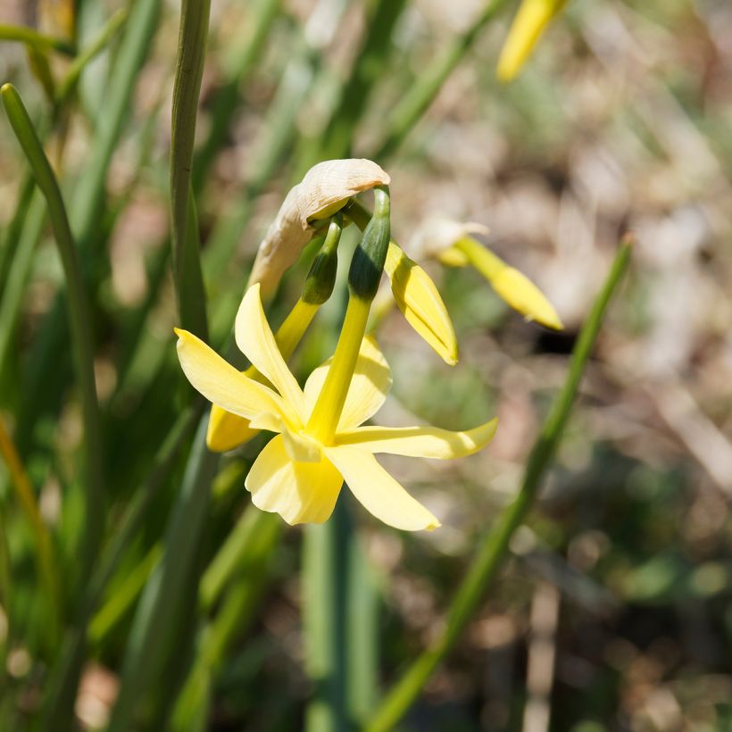 Narcissus triandrus Hawera - Daffodil (Flowering)
