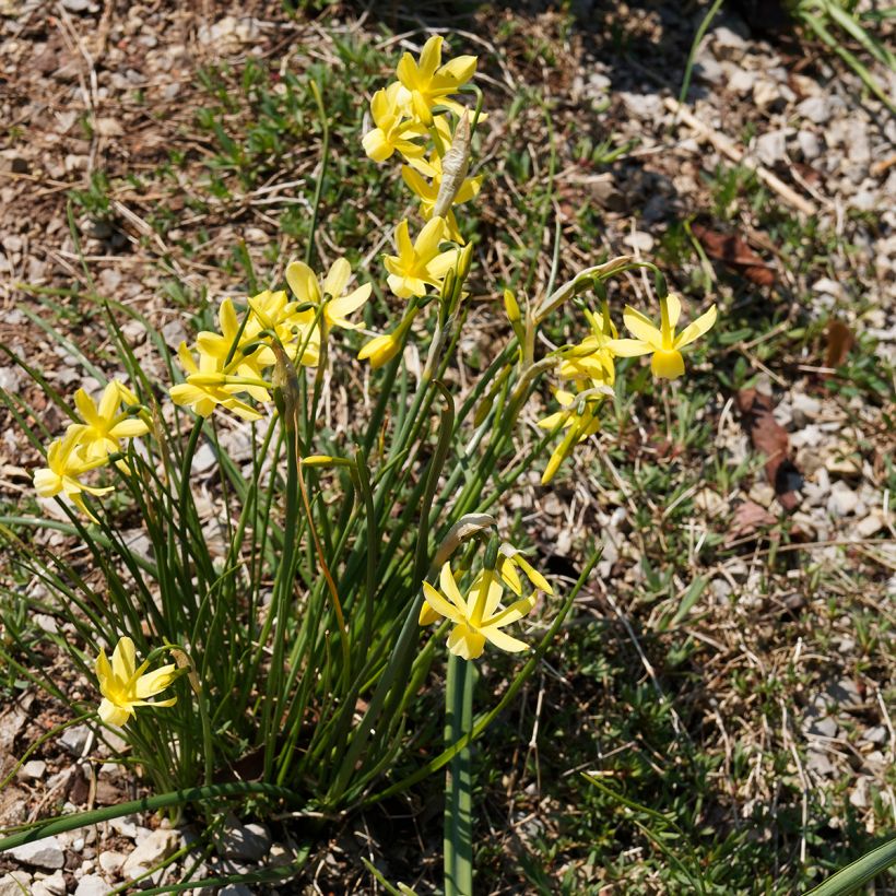 Narcissus triandrus Hawera - Daffodil (Plant habit)