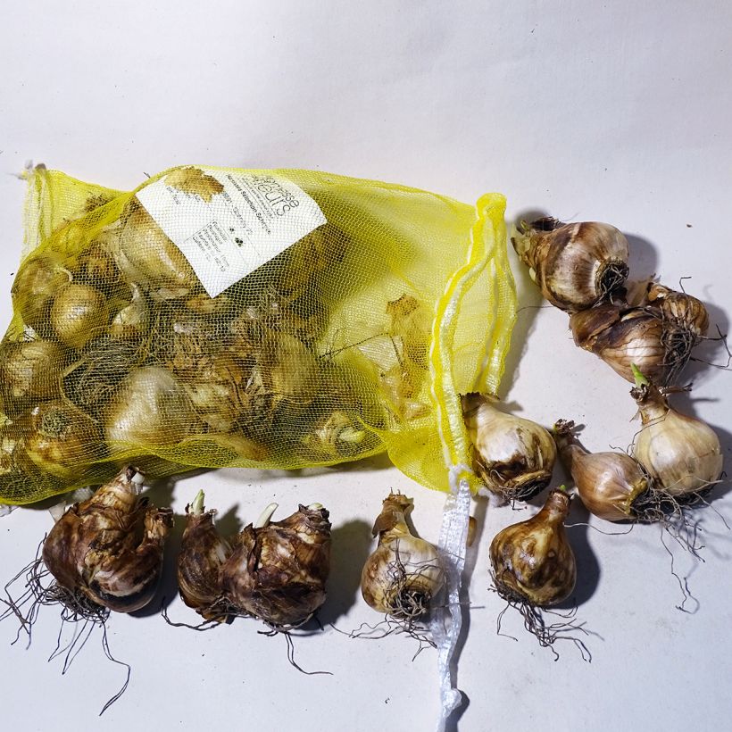 Example of Narcissus   Bulb size 12+ specimen as delivered