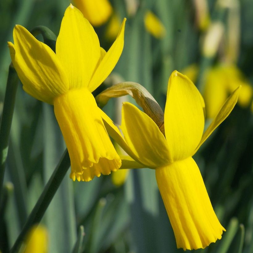 Narcissus cyclamineus Rapture (Flowering)