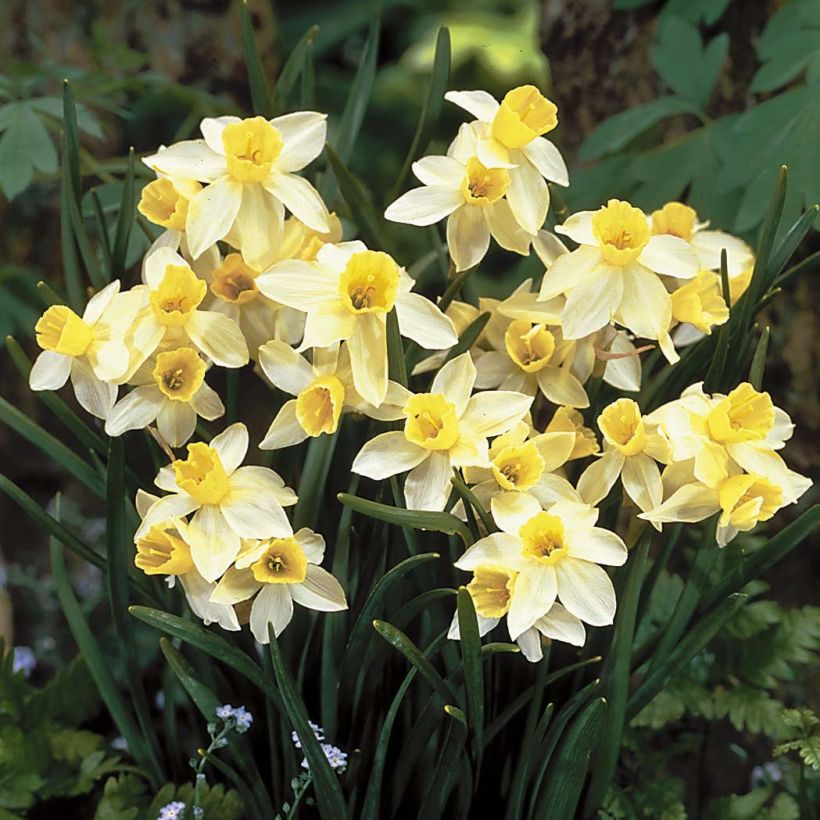 Narcissus Sailboat (Flowering)