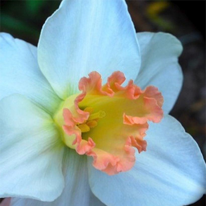 Narcissus cyclamineus Skype (Flowering)