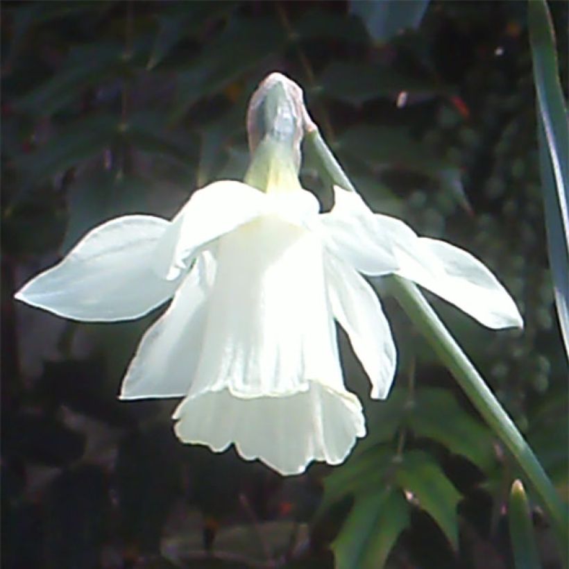 Narcissus moschatus (Flowering)