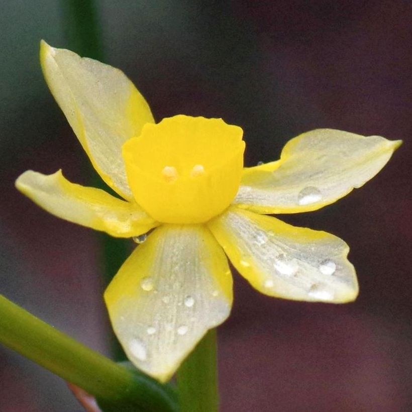 Narcissus New Baby (Flowering)