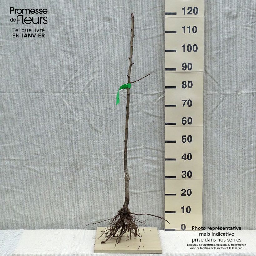 Nashi Hosui - Apple-Pear Bare root, Scion sample as delivered in winter