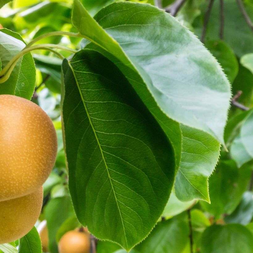 Nashi Niitaka - Apple-Pear (Foliage)