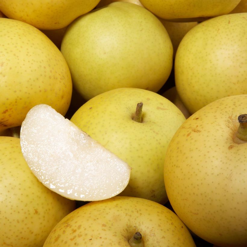 Nashi Shinsui - Apple-Pear (Harvest)