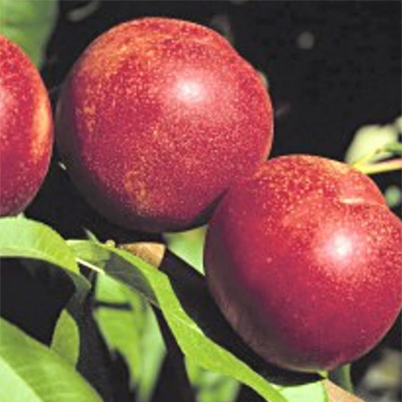 Prunus persica Crimson Gold - Nectarine Tree (Harvest)