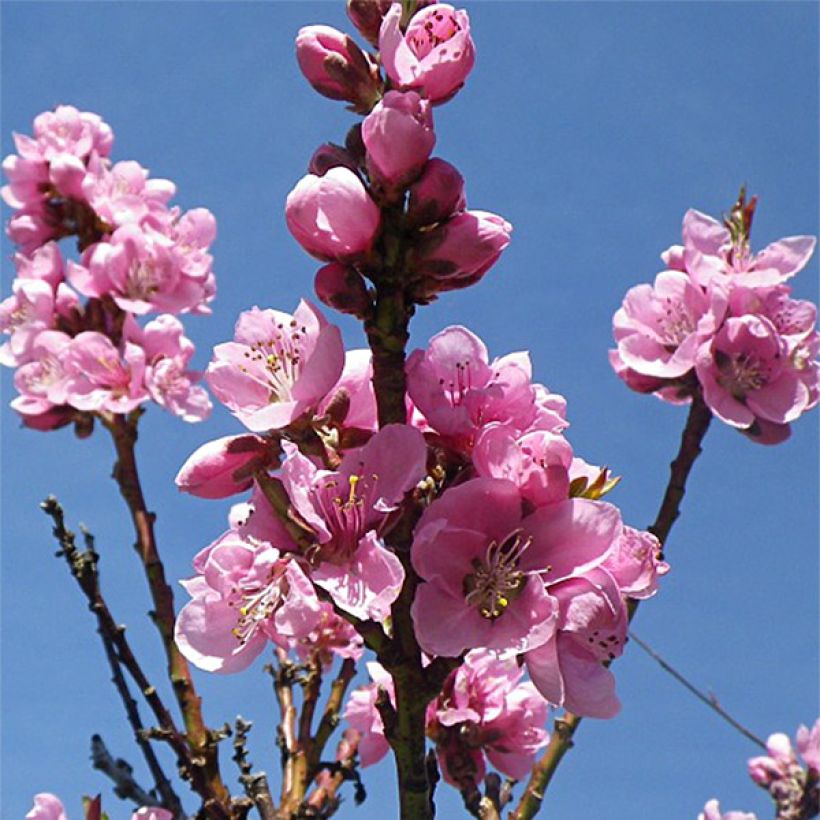 Prunus Fantasia - Nectarine Tree (Flowering)