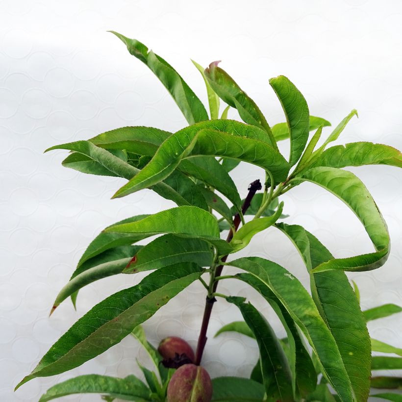 Prunus Fantasia - Nectarine Tree (Foliage)