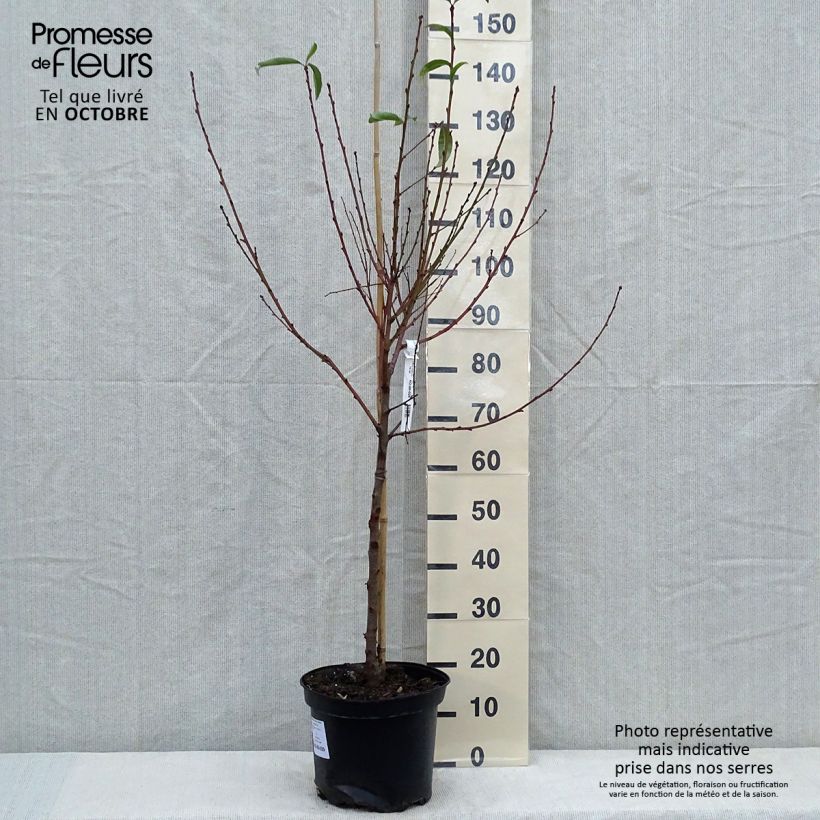 Prunus Fantasia - Nectarine Tree 7.5L/10L pot, Goblet sample as delivered in autumn