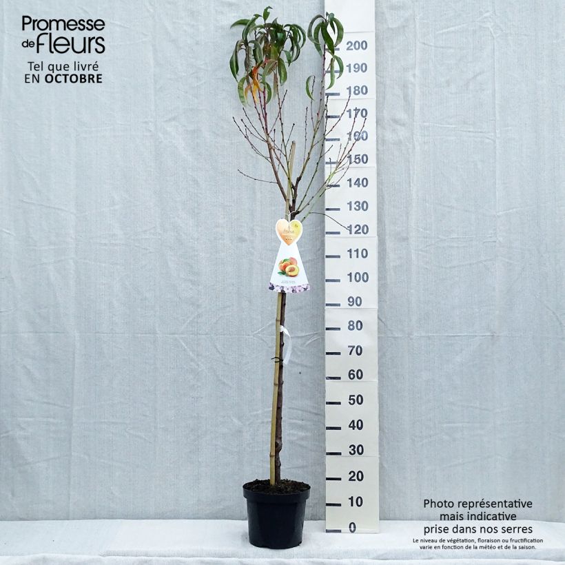 Prunus Flavortop - Nectarine Tree 7.5L/10L pot, Half standard sample as delivered in autumn