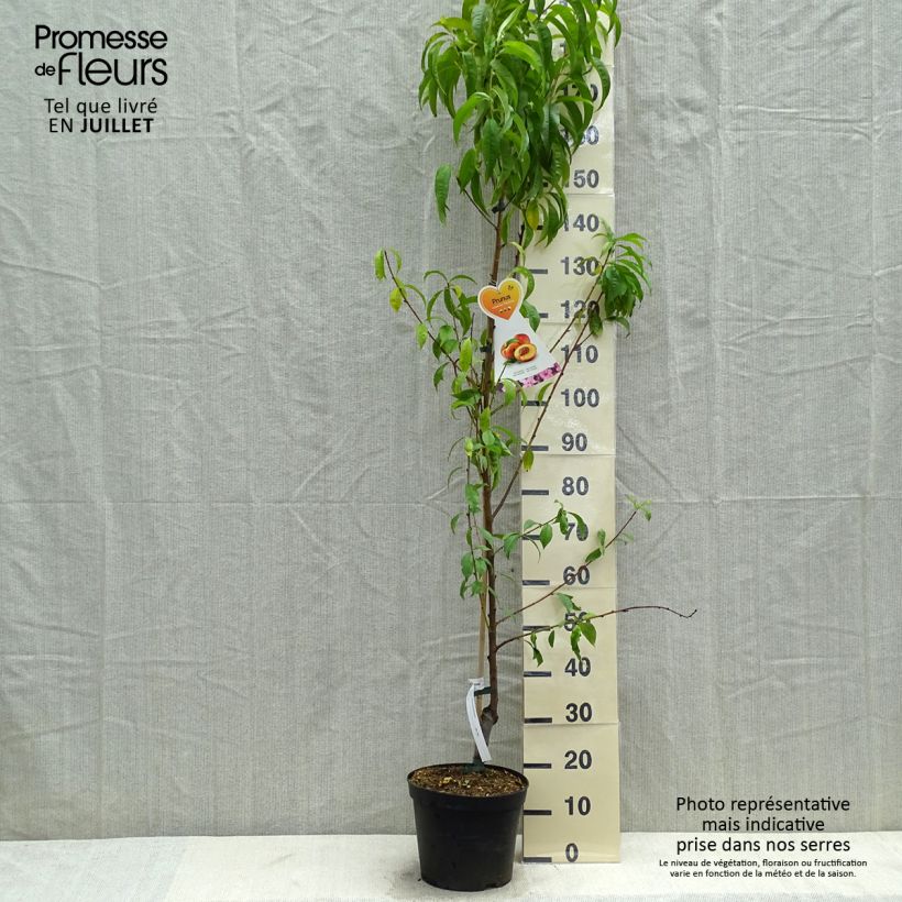 Prunus Flavortop - Nectarine Tree 7.5L/10L pot, Goblet sample as delivered in summer