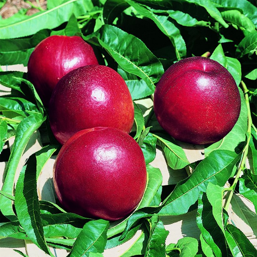 Prunus persica Honey Kist - Nectarine Tree (Harvest)