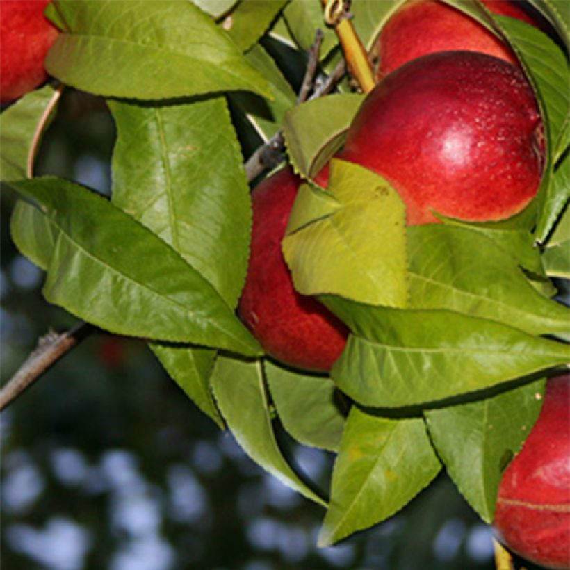 Prunus persica Honey Muscat - Nectarine Tree (Foliage)