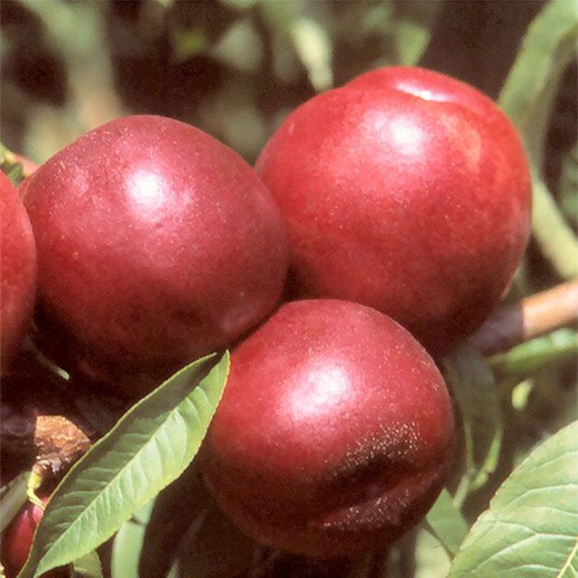 Prunus persica Morton - Nectarine Tree (Harvest)